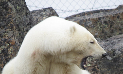 Рабочая группа Росприроднадзора дала рекомендации по решению конфликтных ситуаций между белым медведем и человеком
