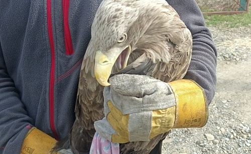 Инспекторы Росприроднадзора приняли участие в выпуске орлана-белохвоста в естественную среду обитания