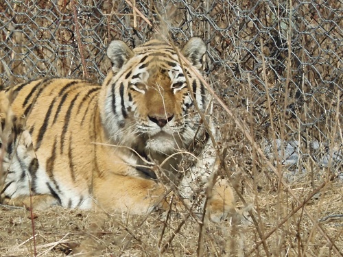 Под контролем инспекторов Росприроднадзора амурский тигр передан на содержание в зоосад «Приамурский»
