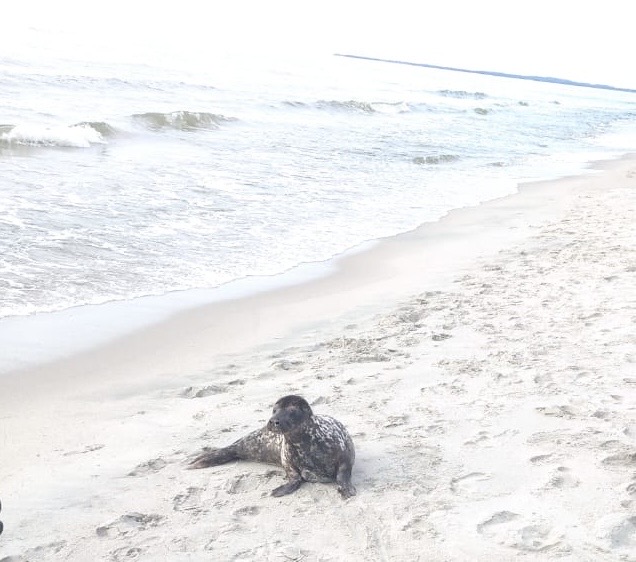 В Калининградской области вернули в природу после реабилитации серого тюленя