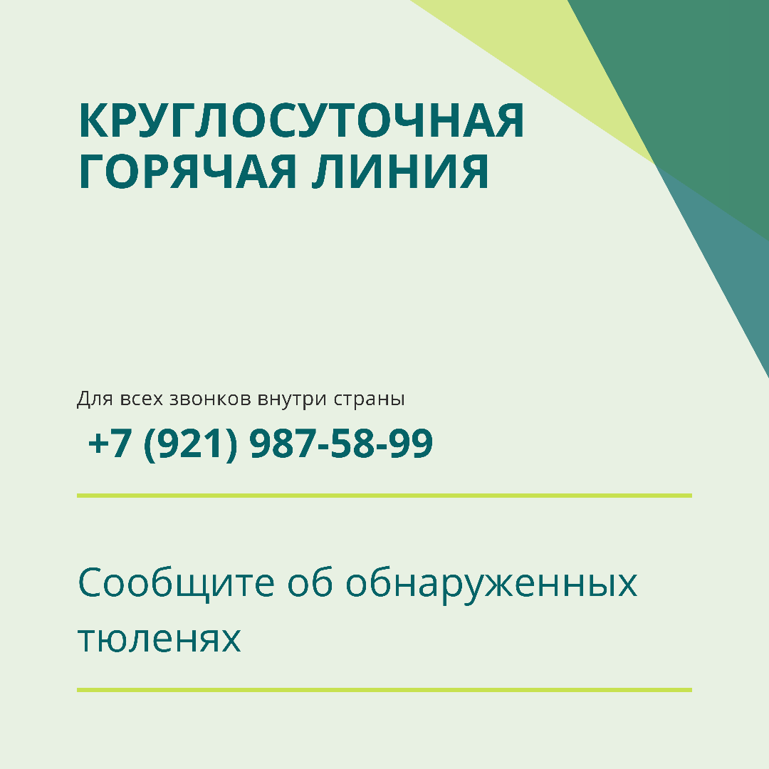 Росприроднадзор по СЗФО просит сообщать об обнаружении мертвых тюленей 