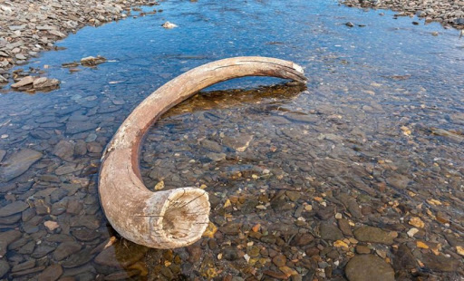 О выдаче заключений на вывоз коллекционных материалов по минералогии, палеонтологии, костей ископаемых животных