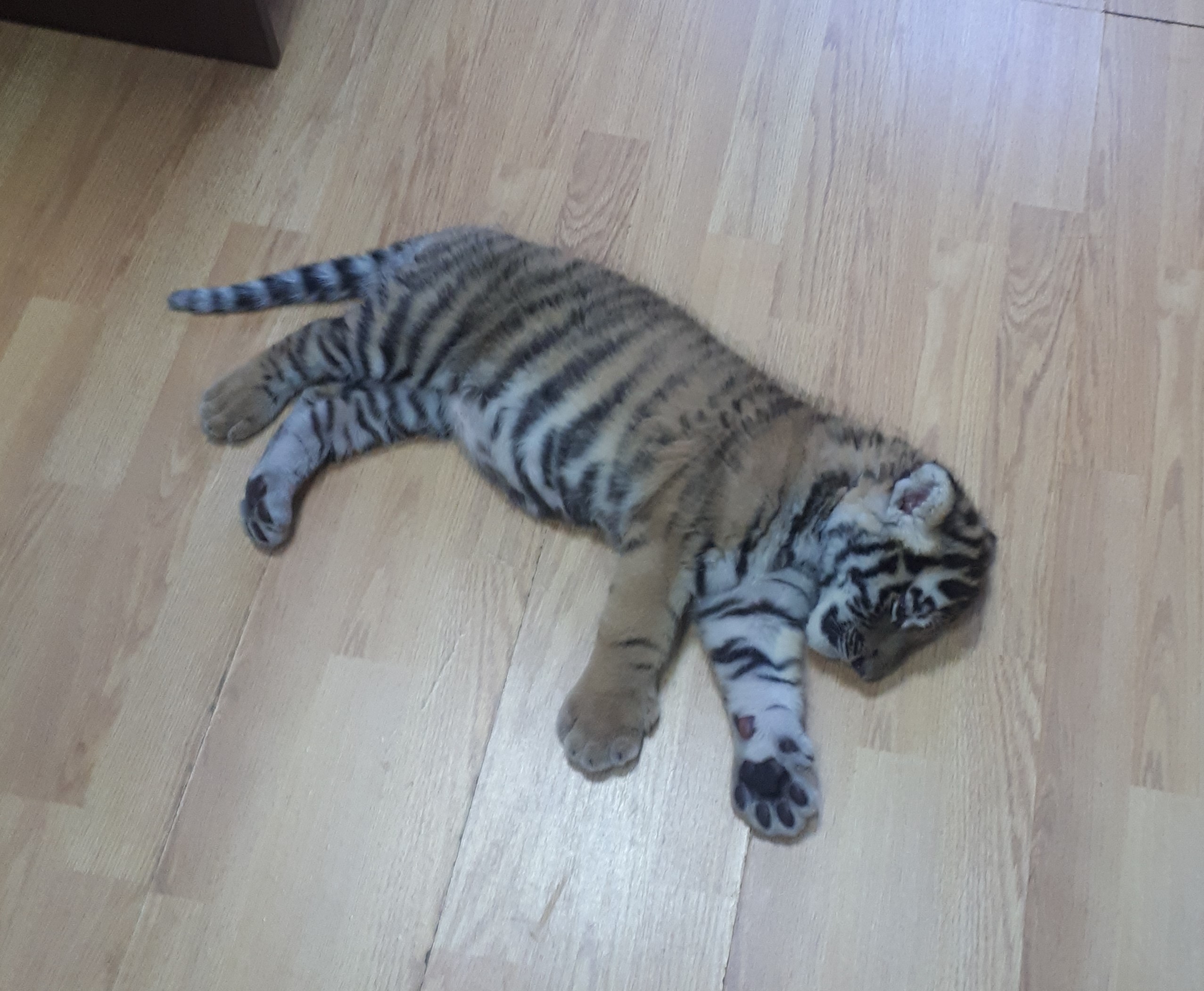 Росприроднадзор проверил информацию о незаконном содержании тигренка в Набережных Челнах