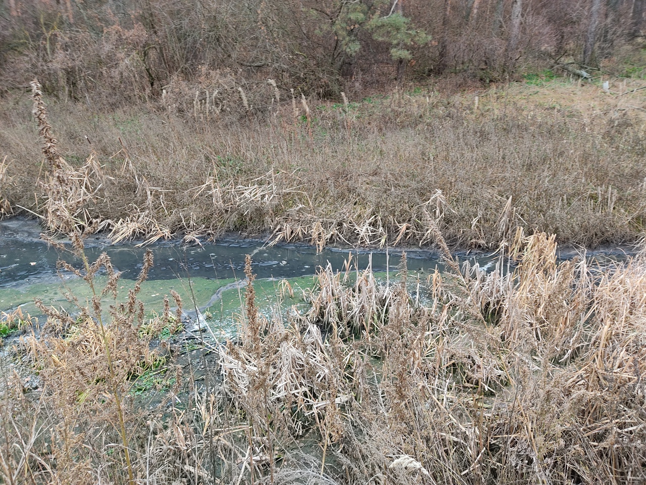 Росприроднадзор оштрафовал Тамбовский МУП «Бытовик» на 450 тыс. рублей