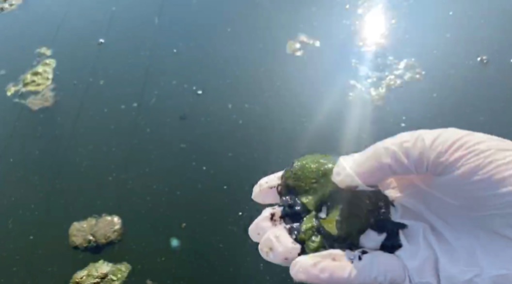 На берегу Финского залива в Лебяжьем очевидцы приняли за нефтепродукты водоросли на стадии разложения  