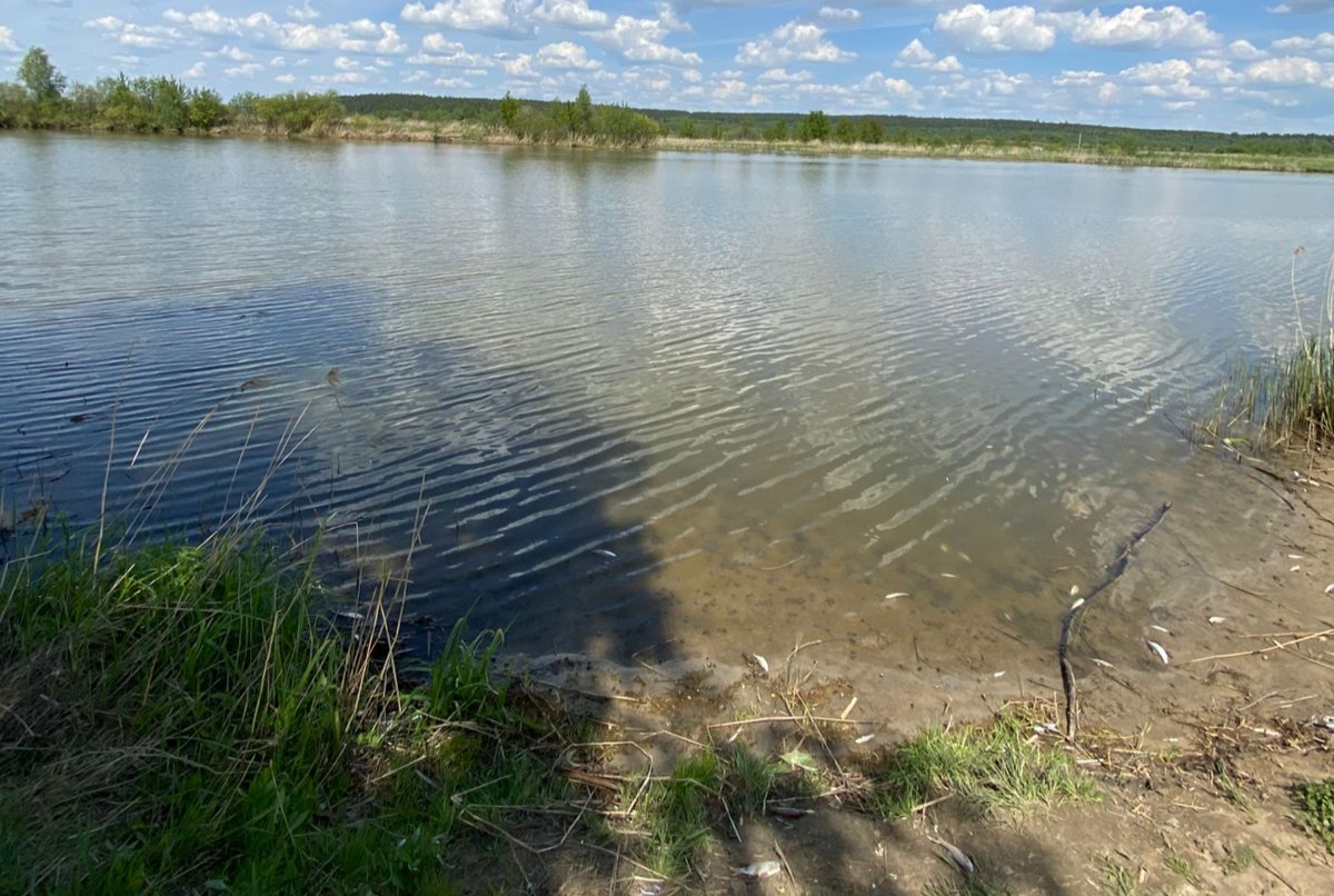 Росприроднадзор работает по ситуации, связанной с замором рыбы в Ардатовском районе Республики Мордовия