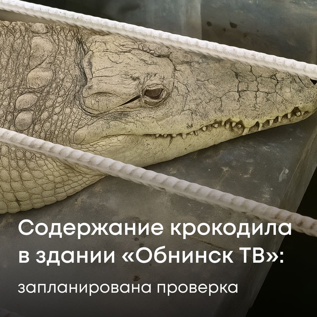 Содержание крокодила в здании "Обнинск ТВ"