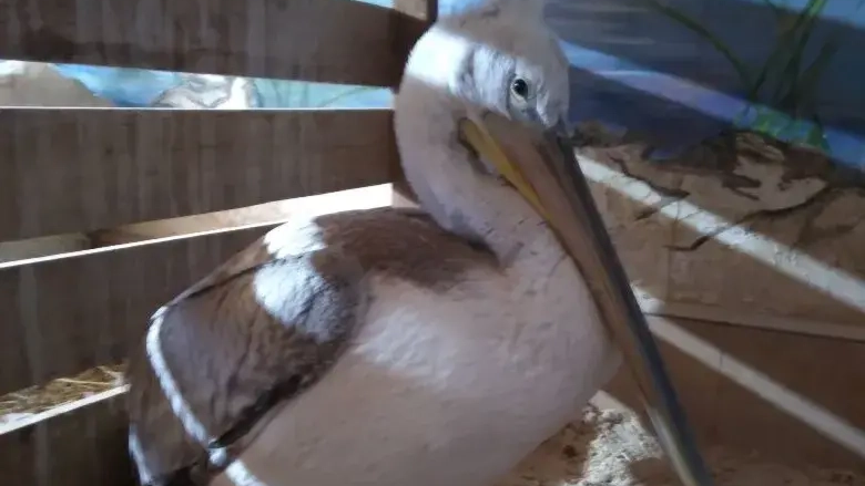 Кудрявого пеликана, заблудившегося во время миграции, спасли в Алтайском крае при участии Росприроднадзора 