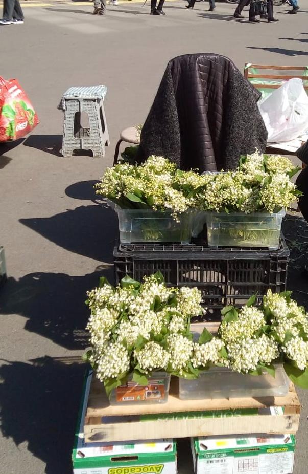 Пассажирам петербургской подземки напомнят о сохранении первоцветов  