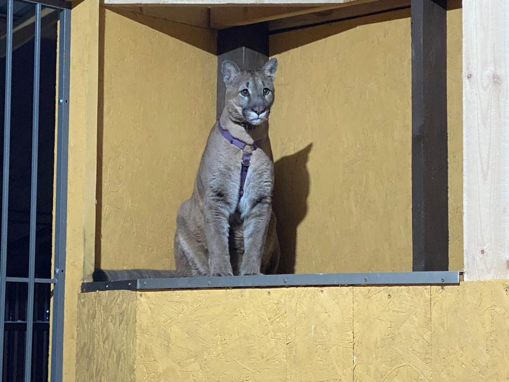 СЗМУ Росприроднадзора проверило законность содержания пумы в Ленинградской области   