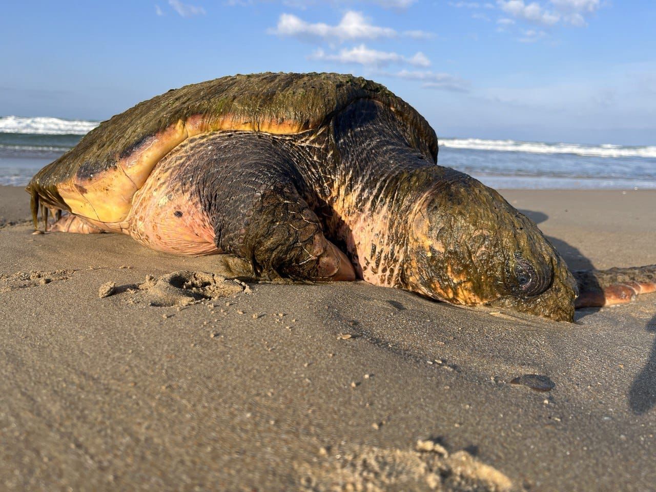 Специалисты Росприроднадзора принимают участие в спасении редкой особи морской черепахи
