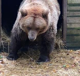 Медведи выходят из зимней спячки и гражданам нужно проявлять особую осторожность