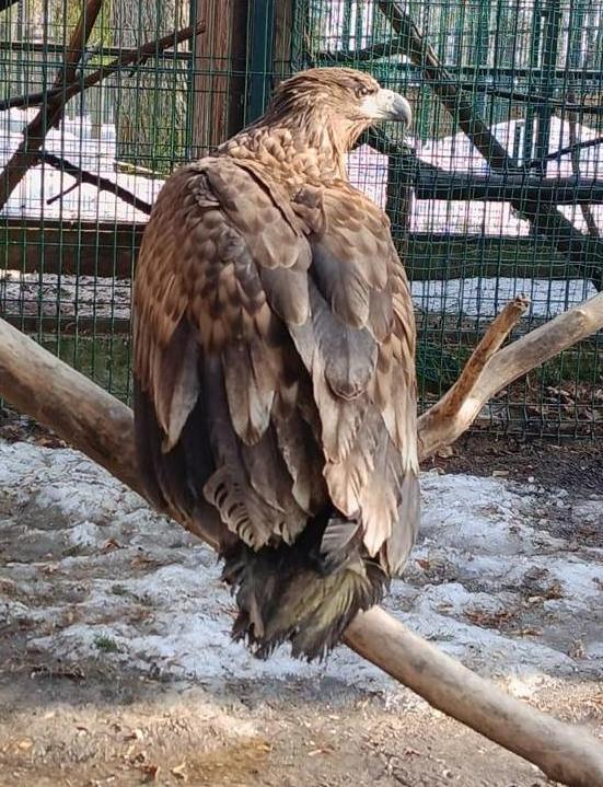 Инспекторы Росприроднадзора передали изъятых краснокнижных птиц на содержание в зоопарк «Маленькая страна»