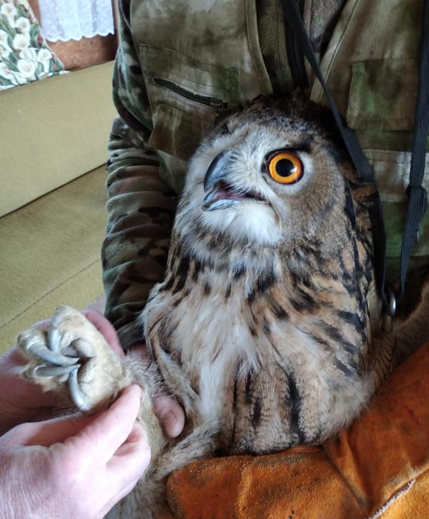 Сотрудники СЗМУ Росприроднадзора приняли участие в возвращении в природу птиц, прошедших реабилитацию в Калининградской области