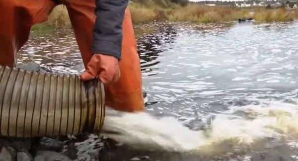 Под контролем Управления двухгодовалую молодь лосося выпустили на Бесовецком пороге - одном из участков нерестово-выростных угодий реки Шуя