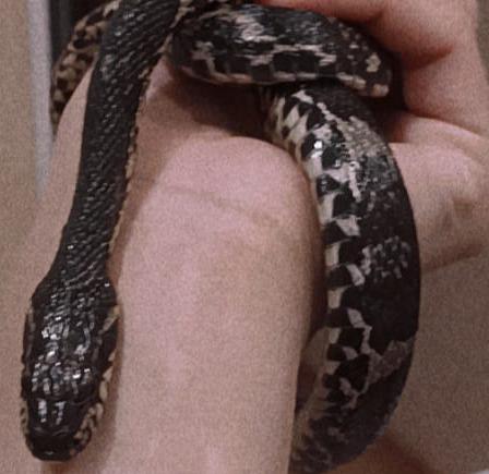 Живой символ наступающего года - не лучшая идея для подарка