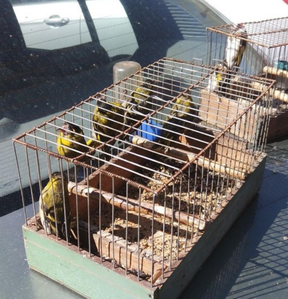 В Международный день птиц Центрально-Черноземное управление Росприроднадзора призывает отказаться от отлова и покупки лесных певчих птиц 