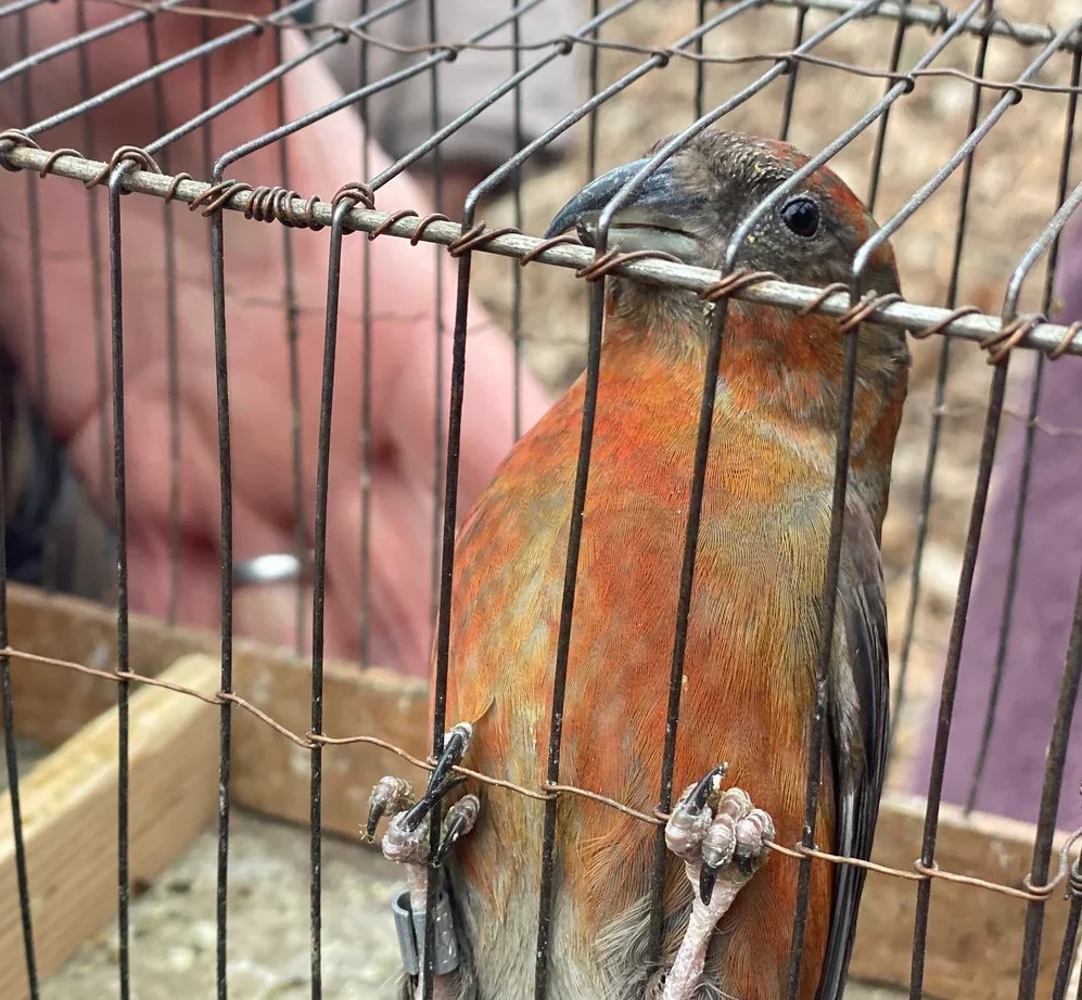 Суд удовлетворил иск Росприроднадзора по СЗФО о взыскании ущерба, причиненного незаконной продажей певчих птиц