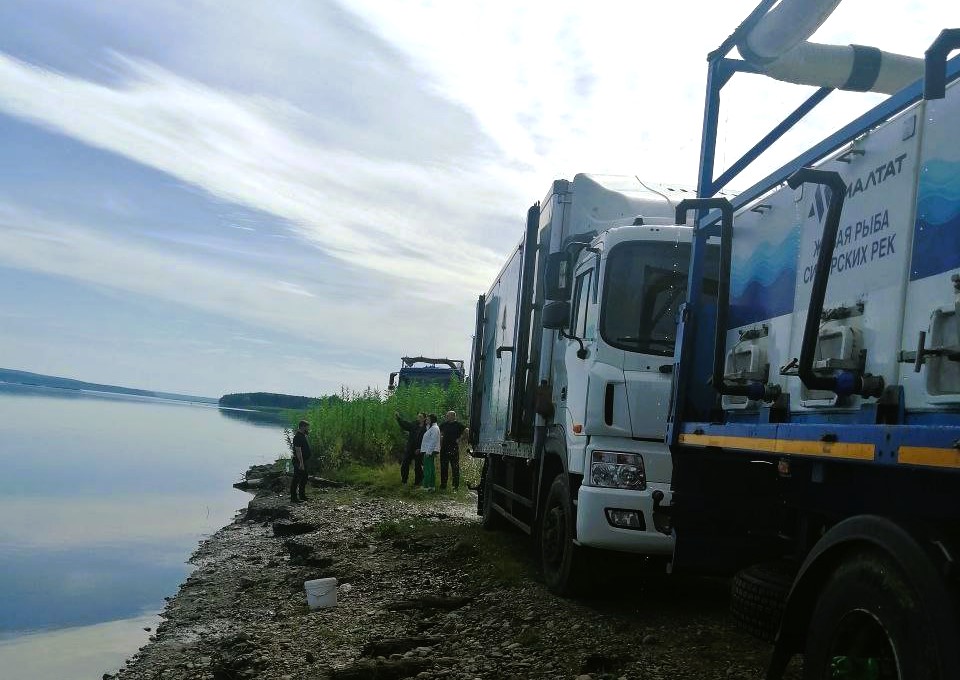 В Красноярском крае сотрудники Росприроднадзора приняли участие в выпуске молоди краснокнижного осетра