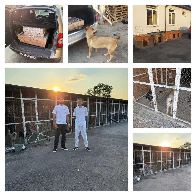 Поддержка Кабардино-Балкарского общества защиты животных «Четыре Лапы»