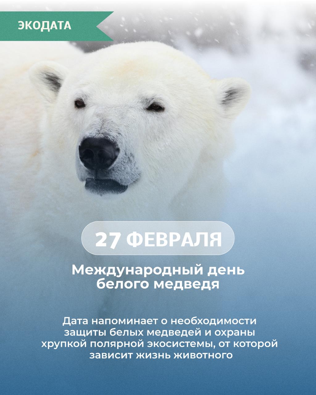 Белый медведь - символ Арктики и индикатор состояния северных экосистем