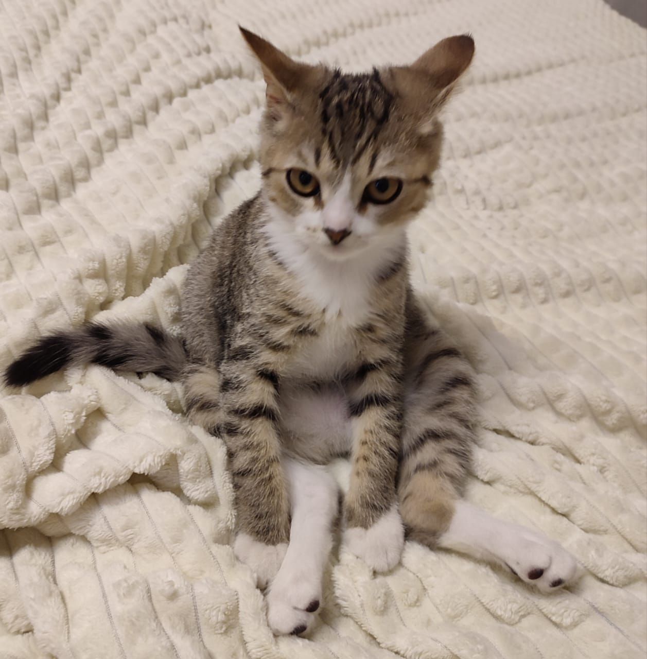 Енисейское управление Росприроднадзора продолжает помогать бездомным животным