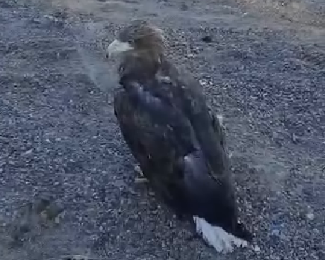 В Хабаровском крае выпущен на волю краснокнижный орлан-белохвост