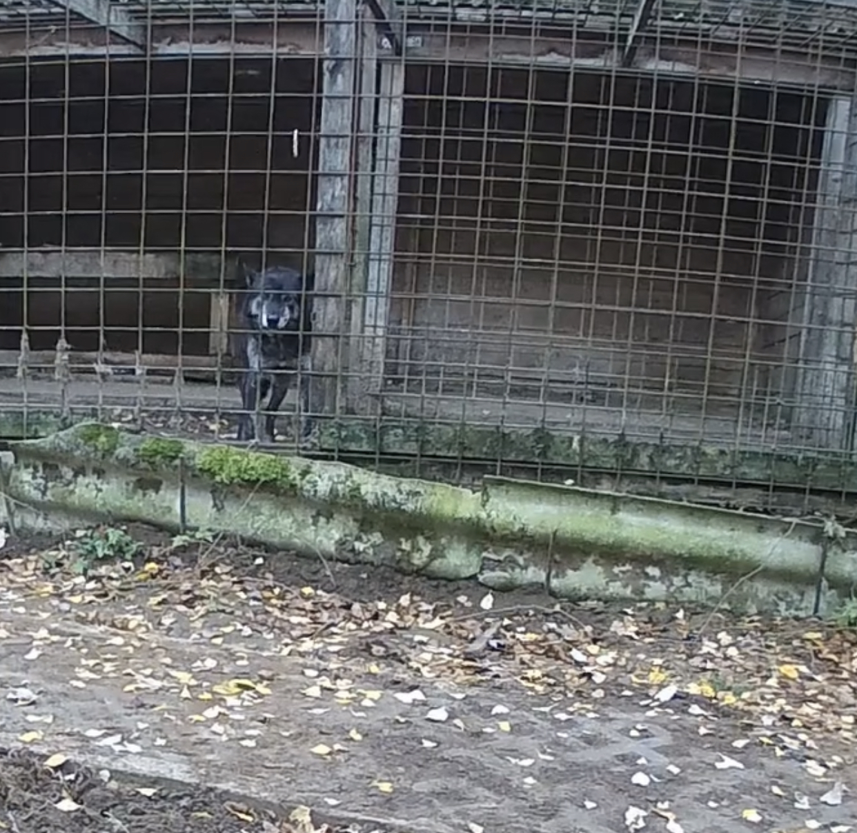 Росприроднадзор по СЗФО намерен проинспектировать фонд, на территории которого погибли волк и медведь