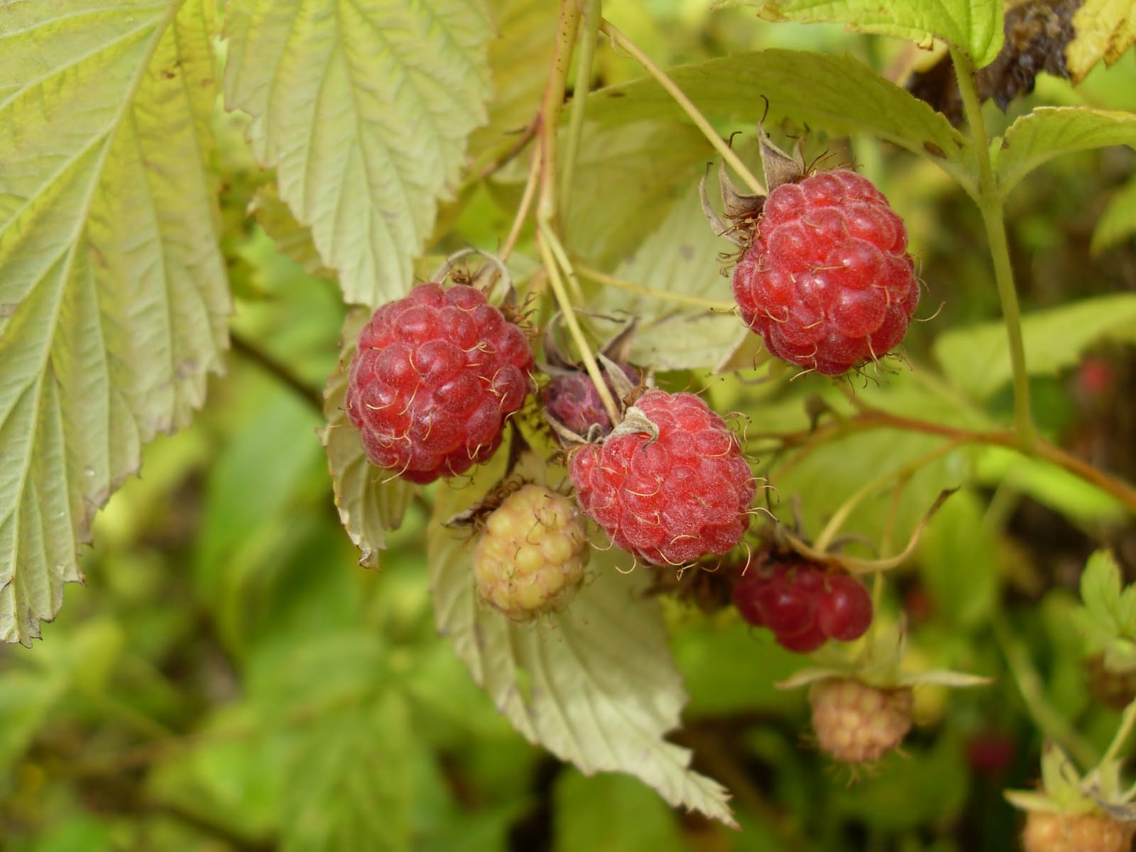 Из-за холодной весны в Ленинградской области сдвинулись сроки сезонного развития растений 