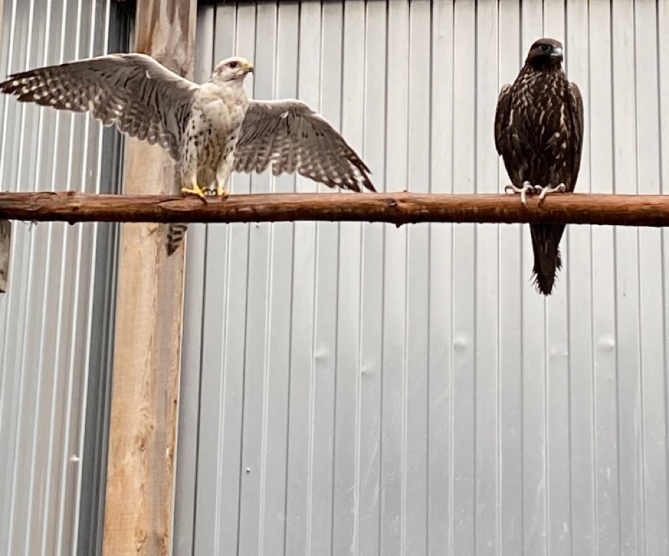 Процедура передачи краснокнижных соколов новому владельцу прошла под контролем Южно-Сибирского межрегионального Управления Росприроднадзора