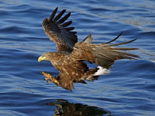 Инспекторы Росприроднадзора держат на контроле реабилитацию краснокнижного орлана-белохвоста