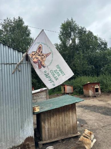 «Бог создал собак, чтобы люди не забыли окончательно, что такое безусловная любовь, доброта и милосердие».