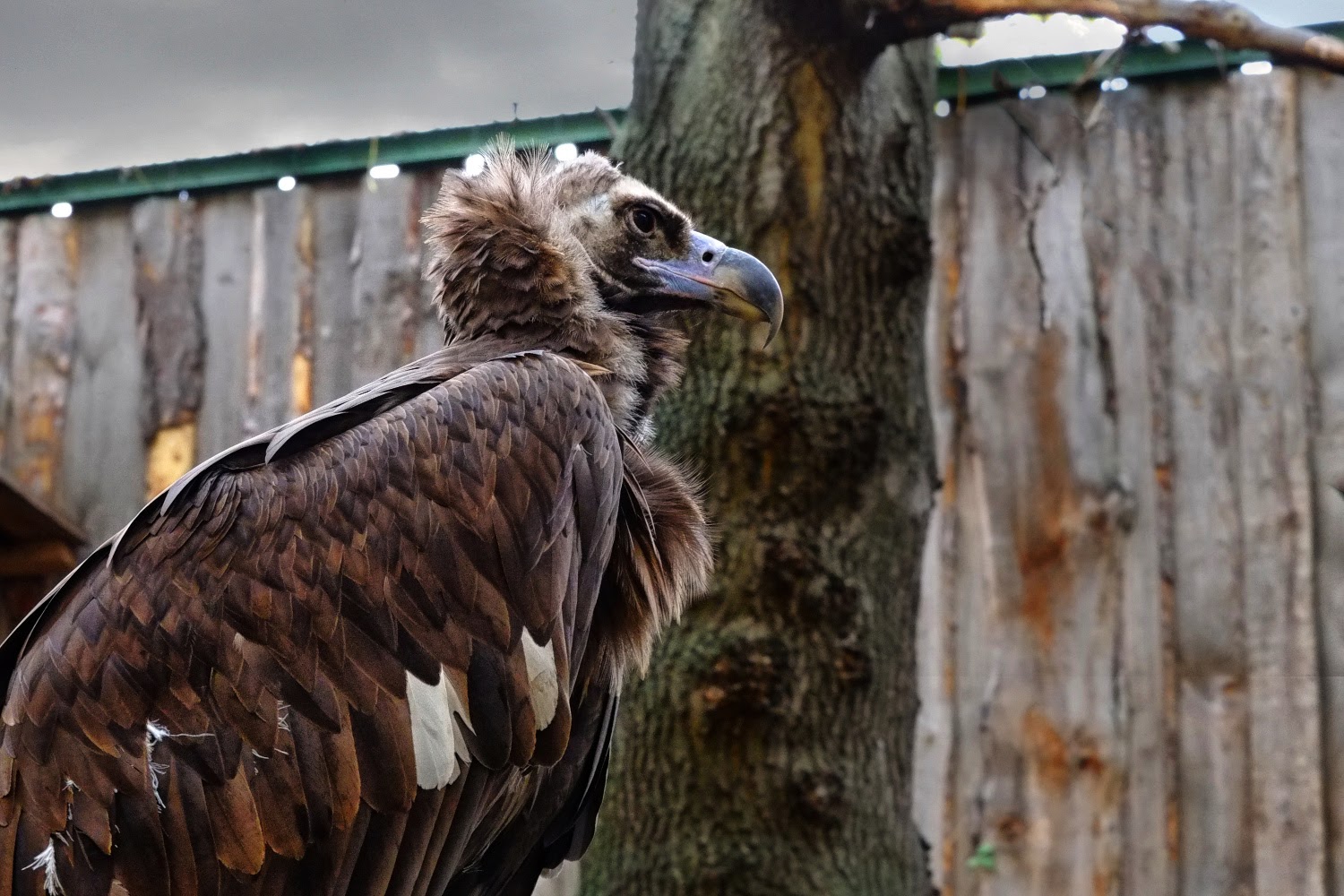 Росприроднадзор согласовал разрешение Пензенскому зоопарку на выпуск орлана-белохвоста в естественную среду обитания