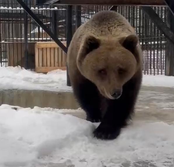 СЗМУ Росприроднадзора продолжает следить за судьбой бурой медведицы по кличке Маша