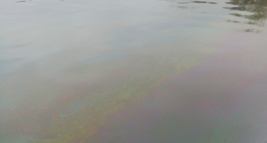 Росприроднадзором в городе Астрахань выявлен факт загрязнения нефтепродуктами водного объекта Золотой Затон