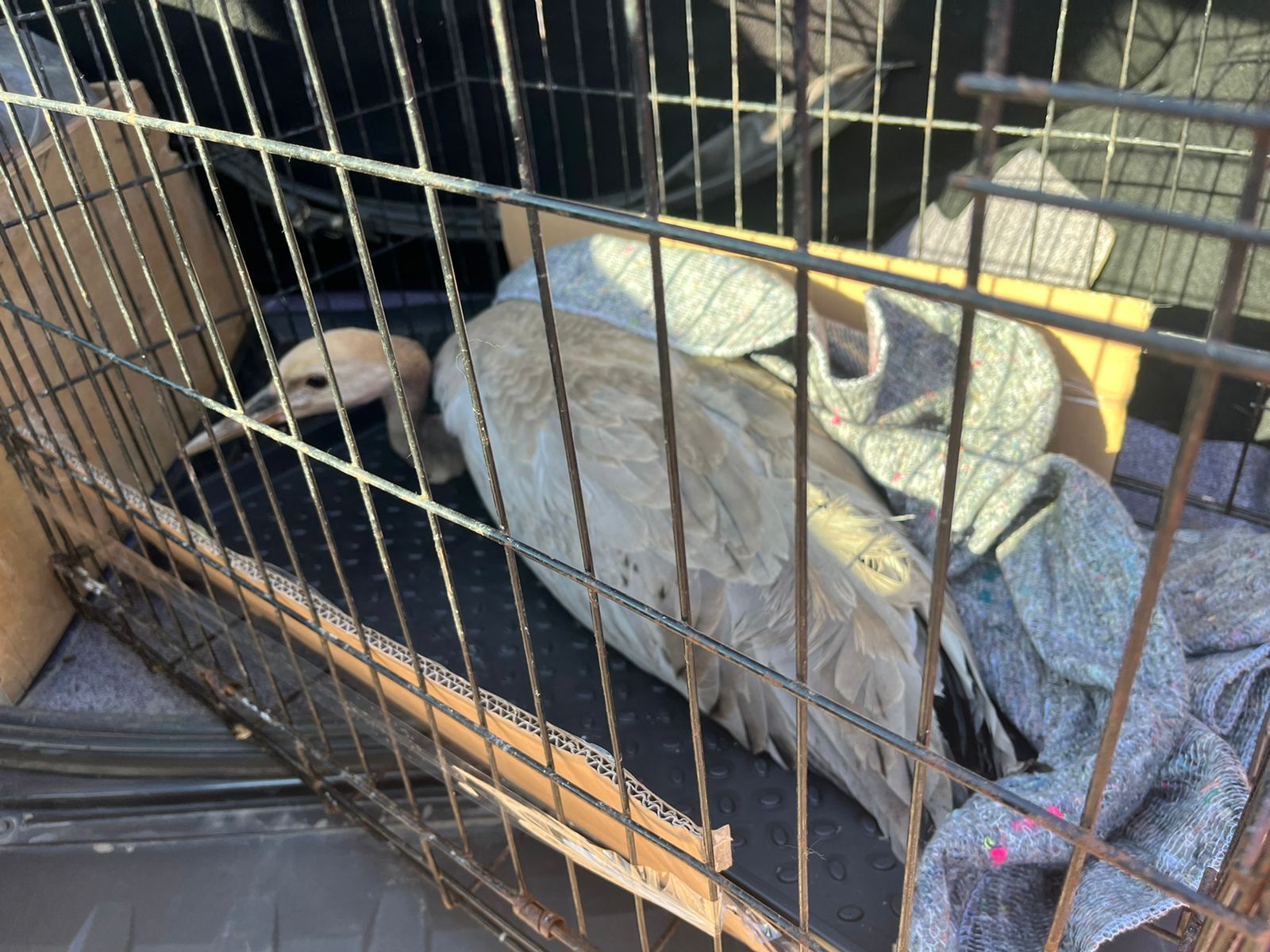 В Астраханской области специалисты Росприроднадзора осуществили отлов краснокнижного журавля для оказания ветеринарной помощи  