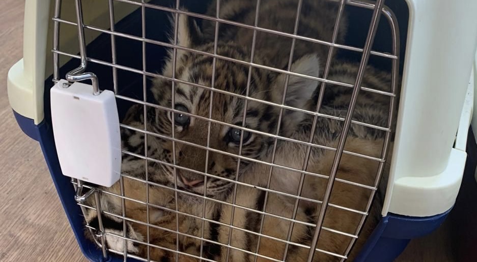 В Астраханской области Росприроднадзором принято участие в изъятии львят и бенгальских тигров
