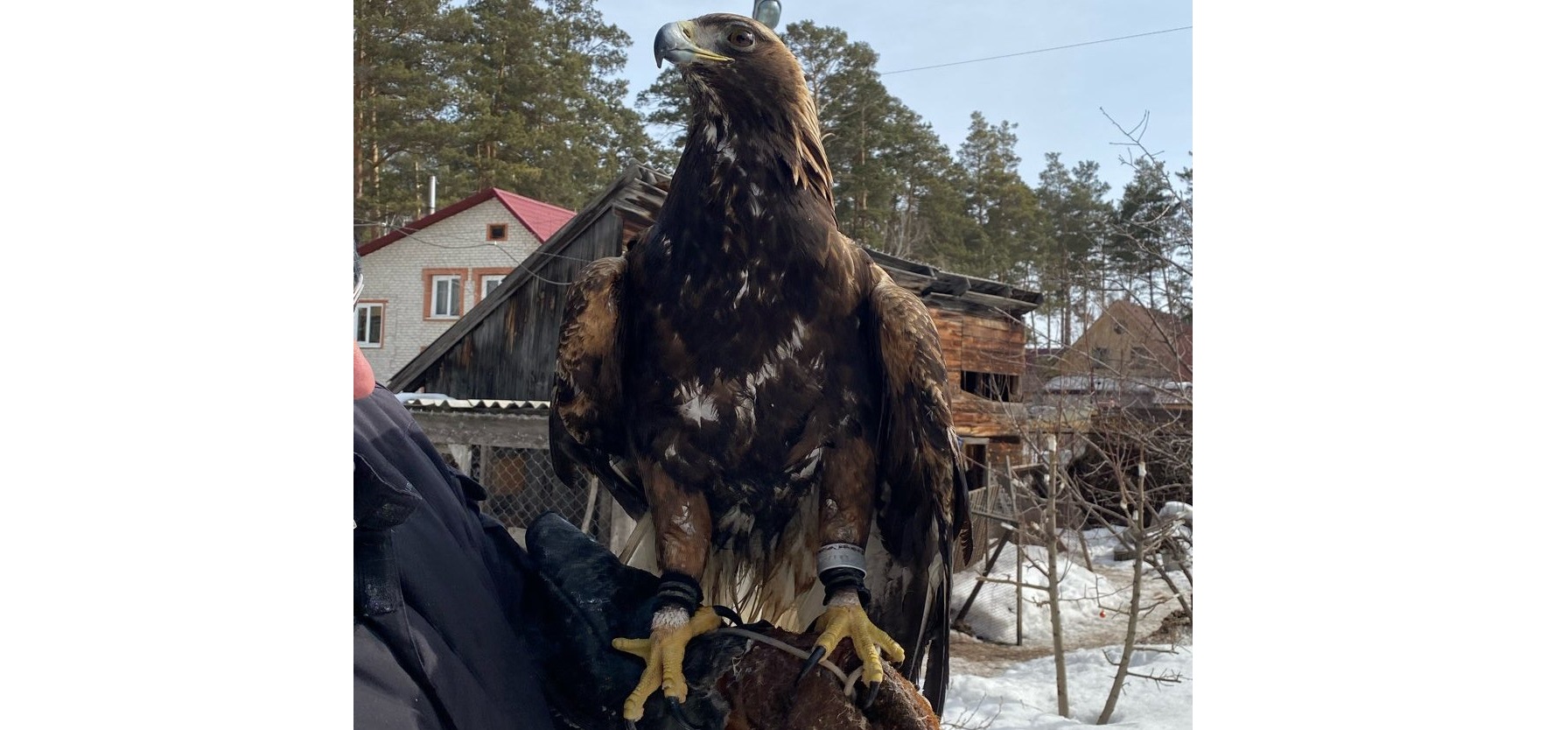 Краснокнижный орел-беркут передан на содержание в Фонд по охране редких видов птиц «Балобан»