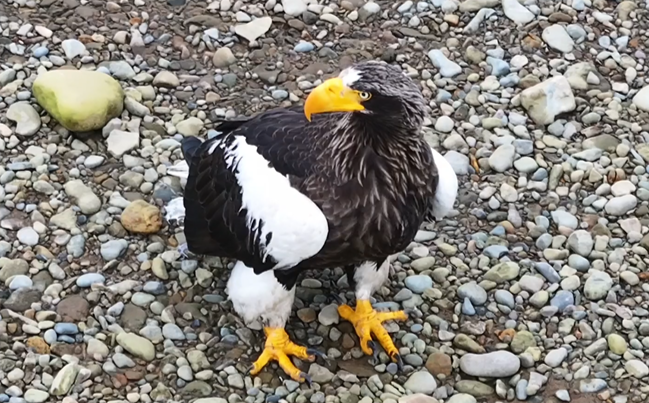 Белоплечий орлан: крылатый страж Магаданской природы