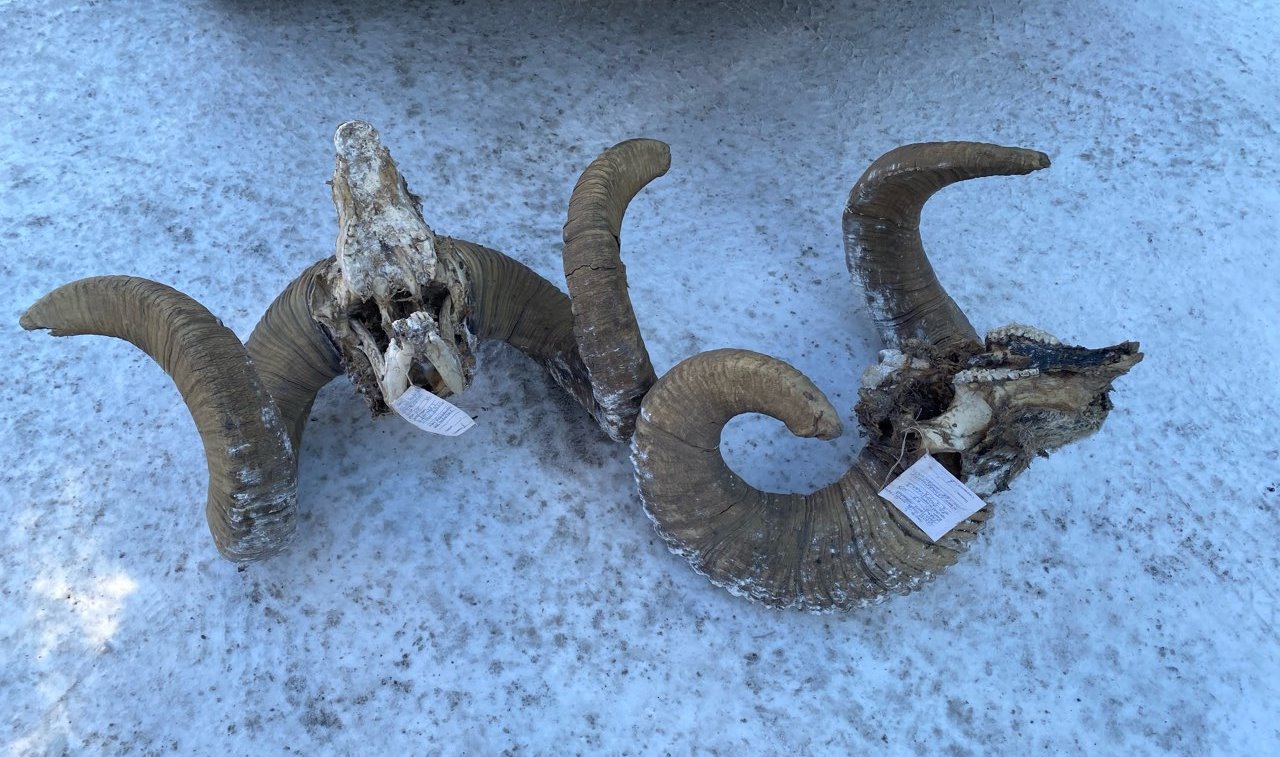 Редкие дериваты краснокнижных животных переданы Росприроднадзором для использования в научных целях