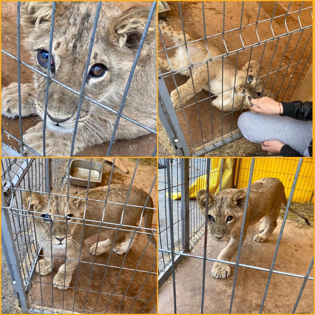 Межрегиональным управлением приняты меры по конфискации львенка Грома у недобросовестного владельца