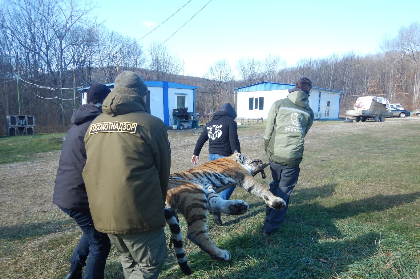 Сотрудники Росприроднадзора приняли участие в передаче амурского тигра Московскому зоопарку