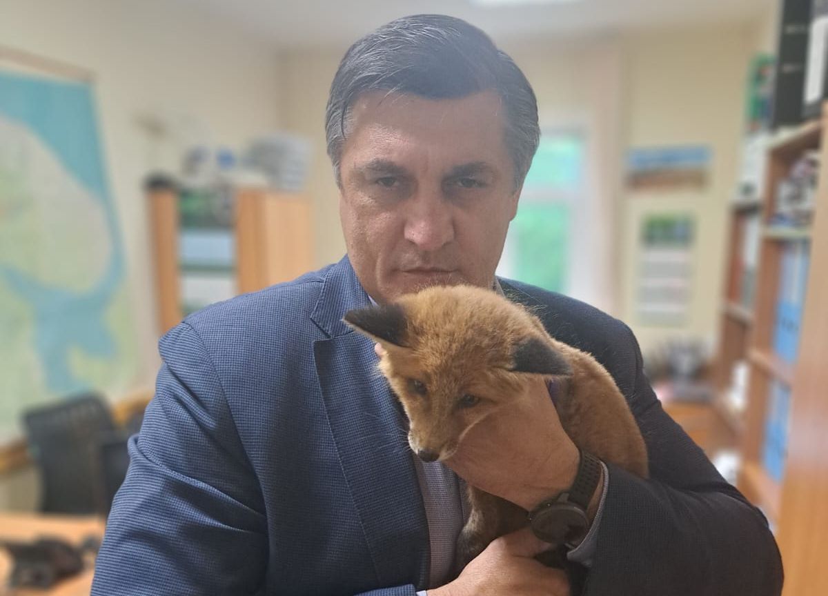 Реабилитация спасенного лисенка находится под контролем сотрудников Балтийско-Арктического межрегионального управления Росприроднадзора