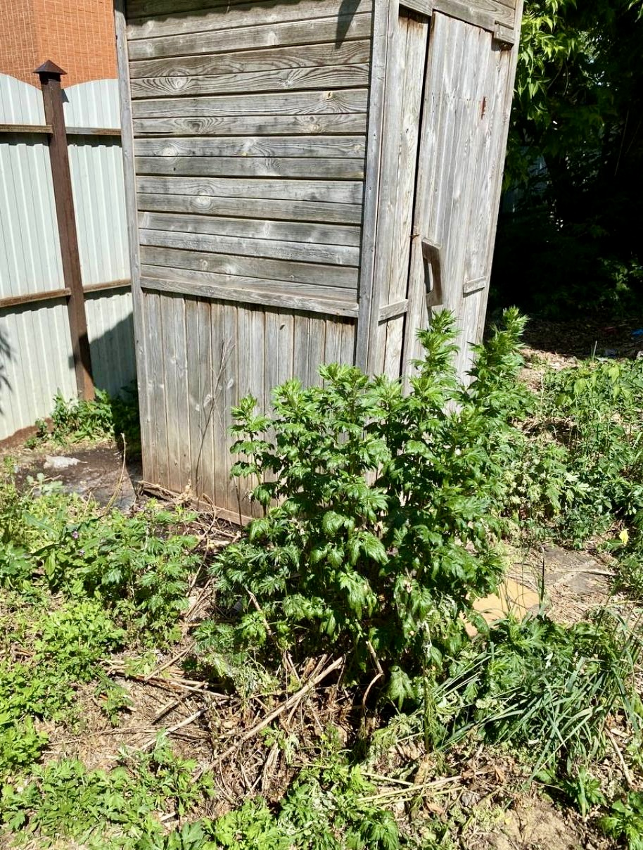 По результатам выездного обследования территории, расположенной в г. Орёл, ул, Пушкина, 98А, установлен факт подтёка фекальной жидкости, материалы будут направлены в адрес Администрации