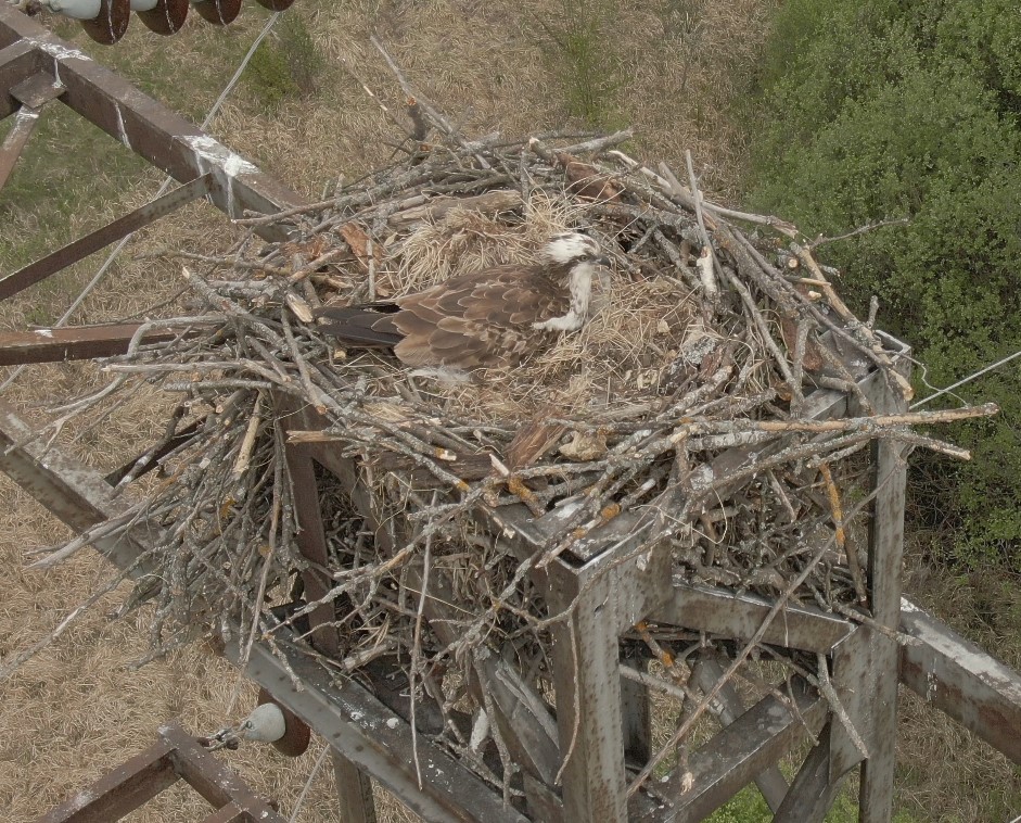 В Пензенской области сотрудники Росприроднадзора зафиксировали гнездо редких птиц, занесенных в Красную книгу