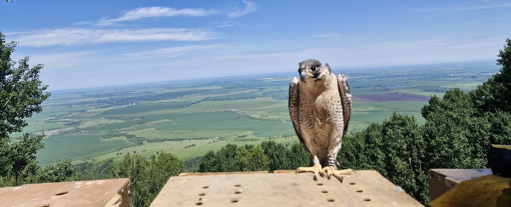 Спасенного при участии Росприроднадзора сапсана выпустили в природу в Алтайском крае 