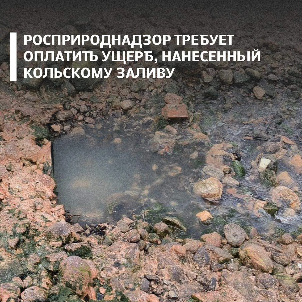 Балтийско-Арктическое межрегиональное управление Росприроднадзора добивается возмещения вреда, нанесённого Кольскому заливу Баренцева моря
