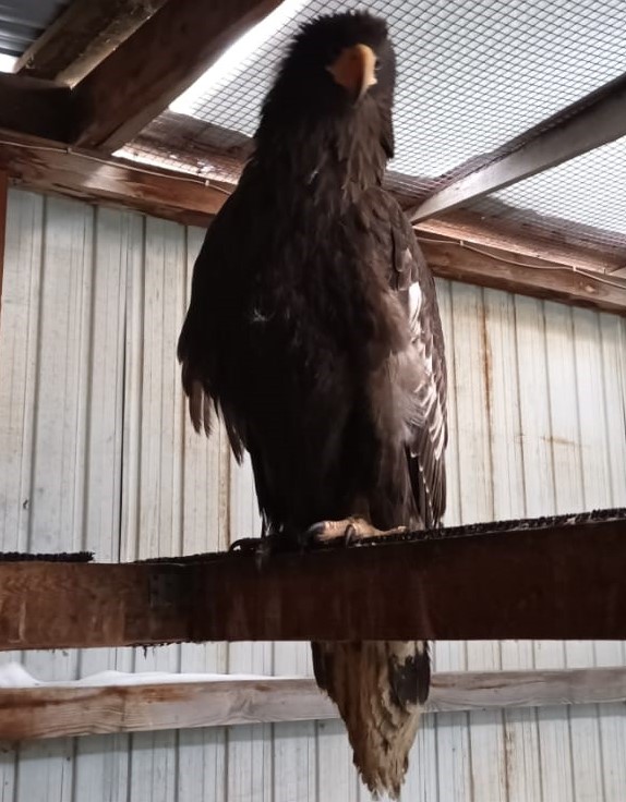 В Амурской области специалисты Росприроднадзора проведали белоплечего орлана, который проходит курс реабилитации