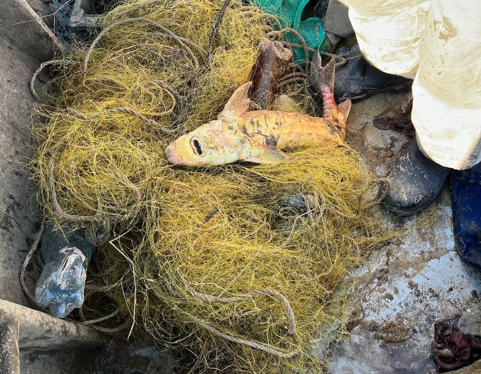 Росприроднадзор продолжает мероприятия по охране водных (морских) биологических ресурсов, занесенных в Красную книгу Российской Федерации