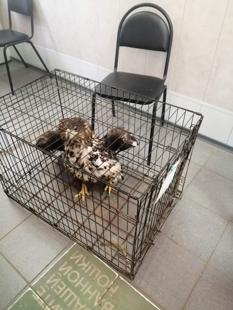 Специалисты Росприроднадзора для оказания медицинской помощи осуществили отлов краснокнижного Орлана белохвоста  на территории Астраханской области 